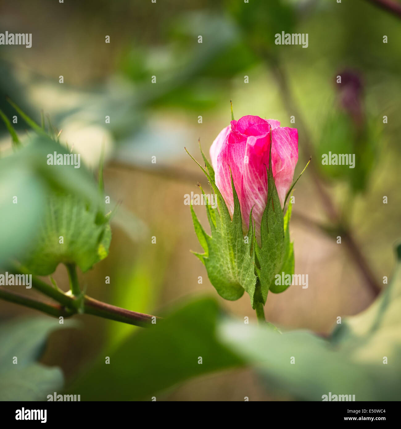 Baumwolle Blumen closeup Stockfoto