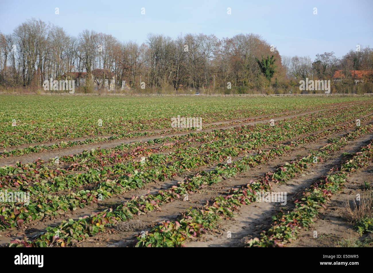 Erdbeere-Feld im winter Stockfoto