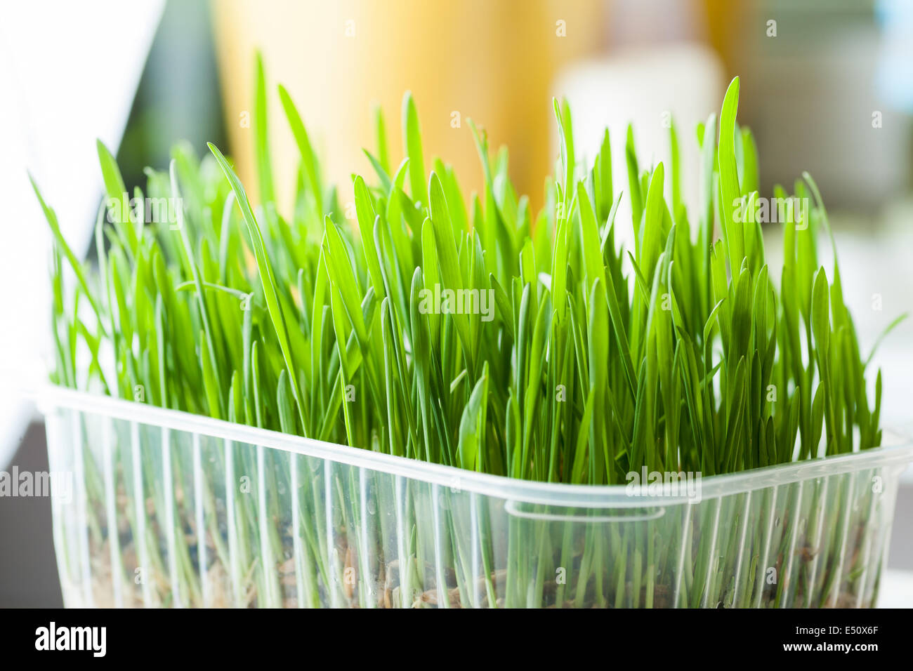 frischen Rasen drinnen im container Stockfoto