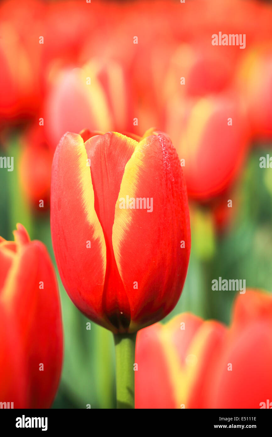 Nahaufnahme der bunte Tulpe Stockfoto