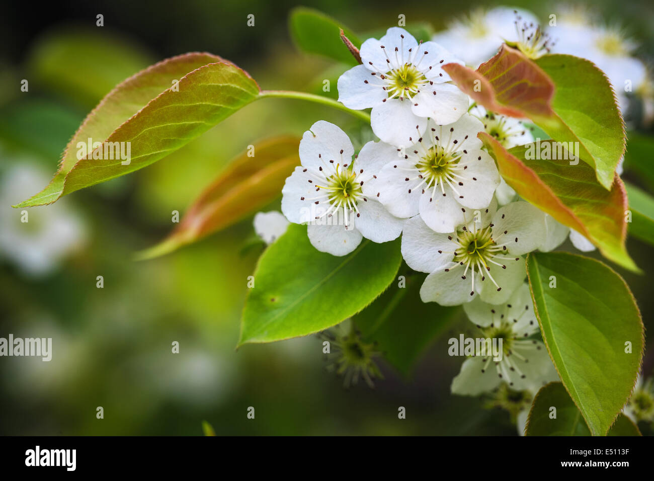 Birne Blüte Stockfoto