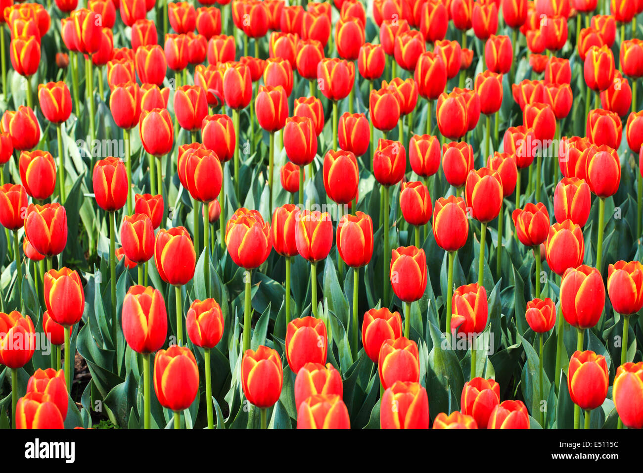 Rote Tulpen Feld im Frühjahr Stockfoto