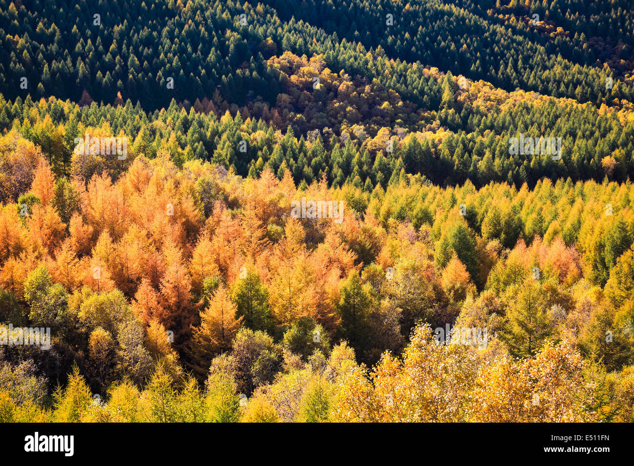 Wald in herbstlichen Farben Stockfoto