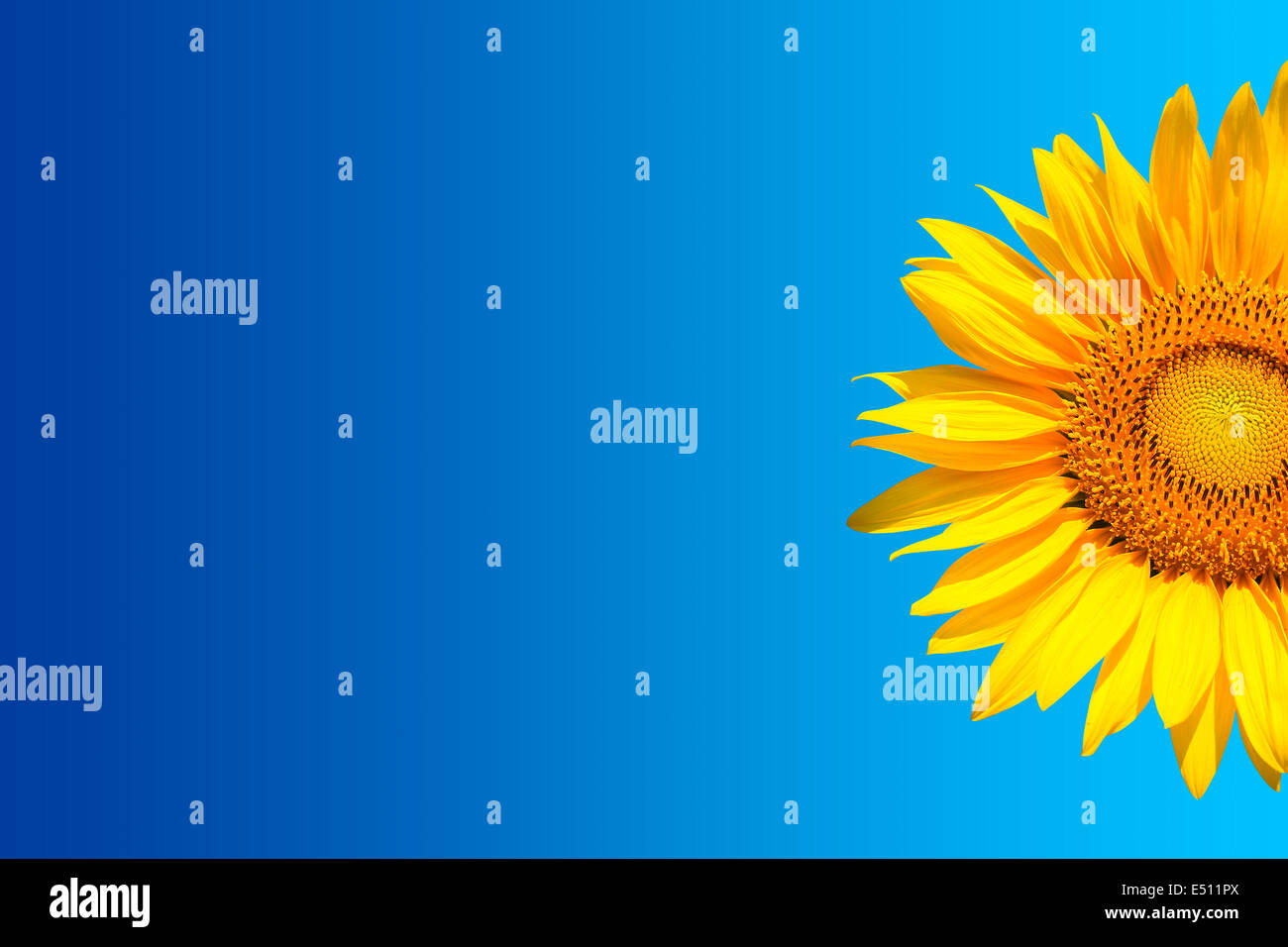 Sonnenblume Hintergrund Stockfoto