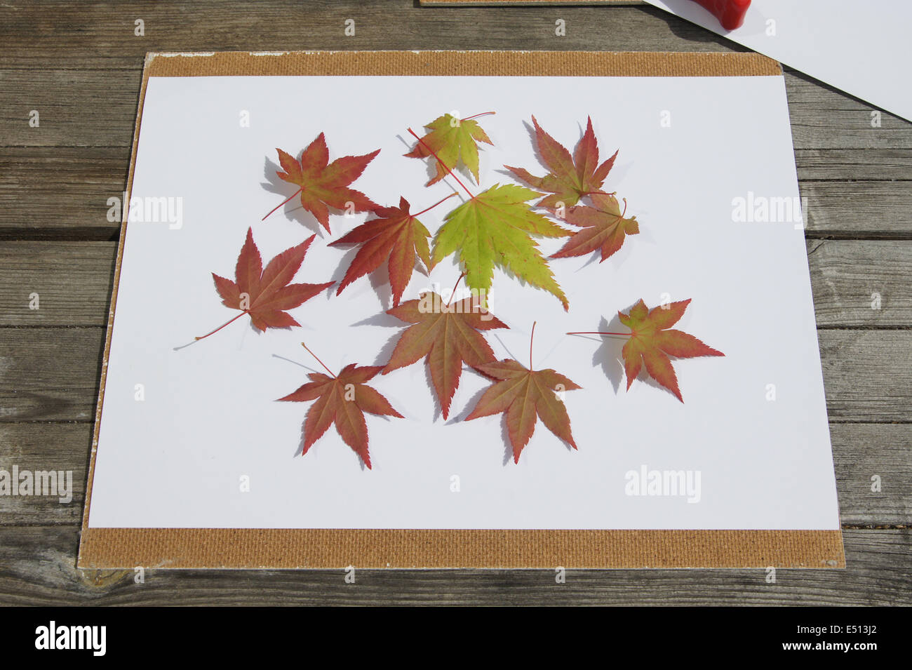 Drücken der japanischen Ahorn Blätter Stockfoto