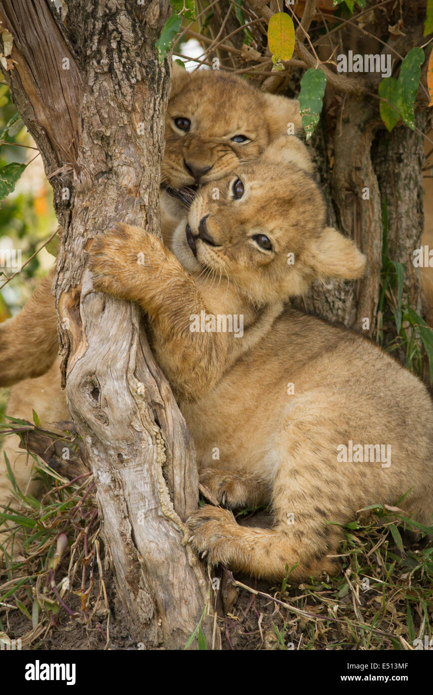 Löwenbabys (Panthera Leo) umarmt und das Spiel mit einem Baumstumpf Stockfoto