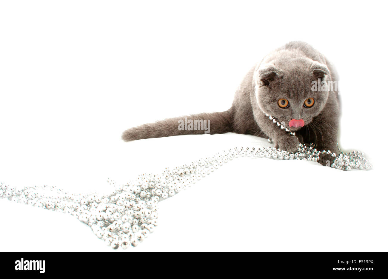 Schöne Katze auf weißem Hintergrund Stockfoto