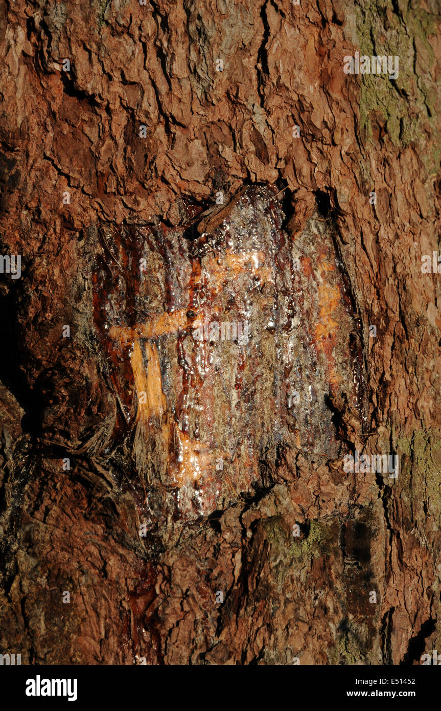 Baum mit Harz gewickelt Stockfoto