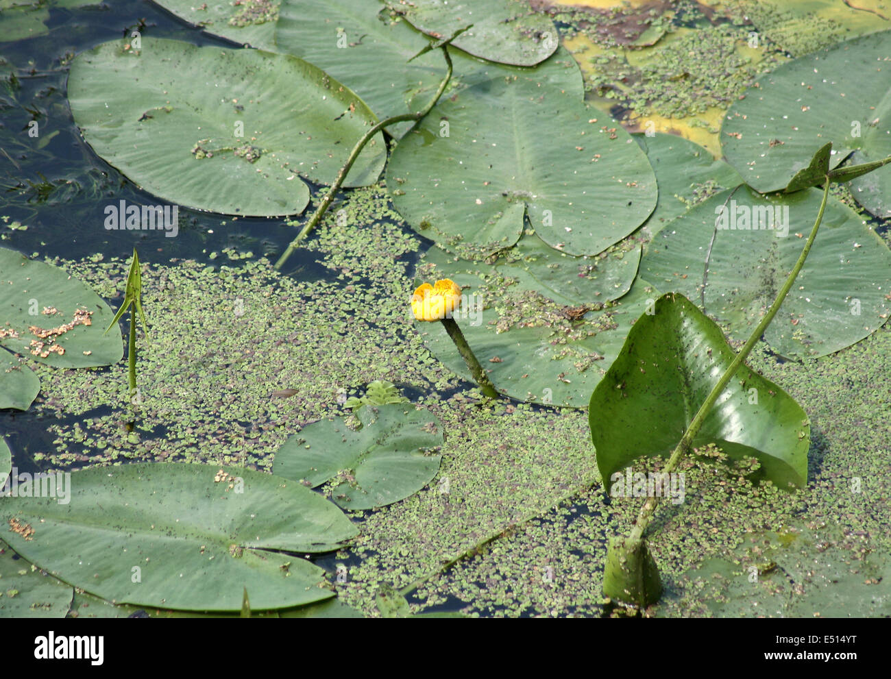 Künstlichen Teich mit nenuphars Stockfoto