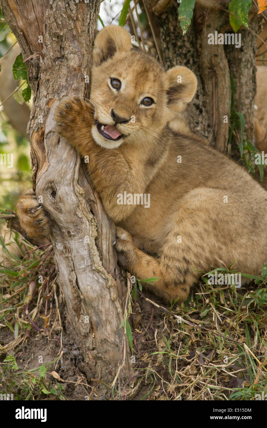 Löwe (Panthera Leo) Cub umarmt und das Spiel mit einem Baumstumpf Stockfoto