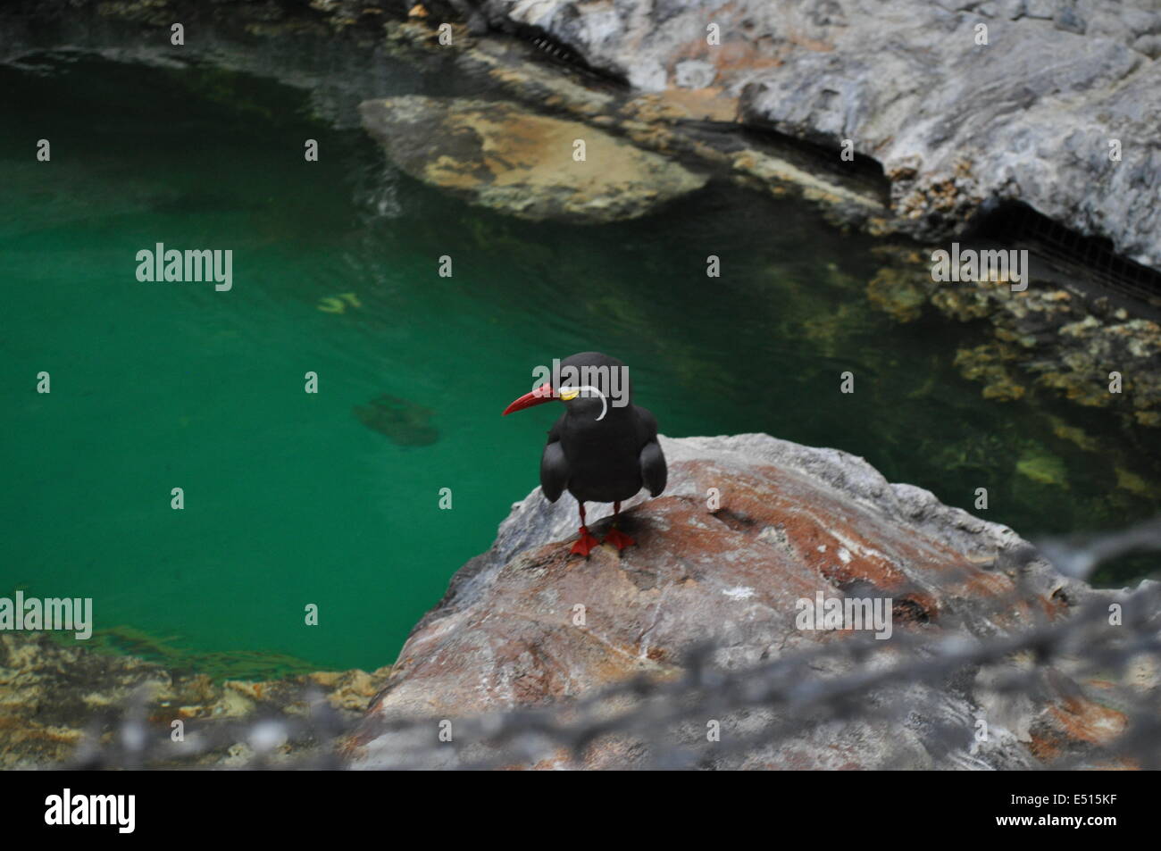 Schöne schwarze Vogel sitzend auf Felsen am Rand des Wassers Stockfoto