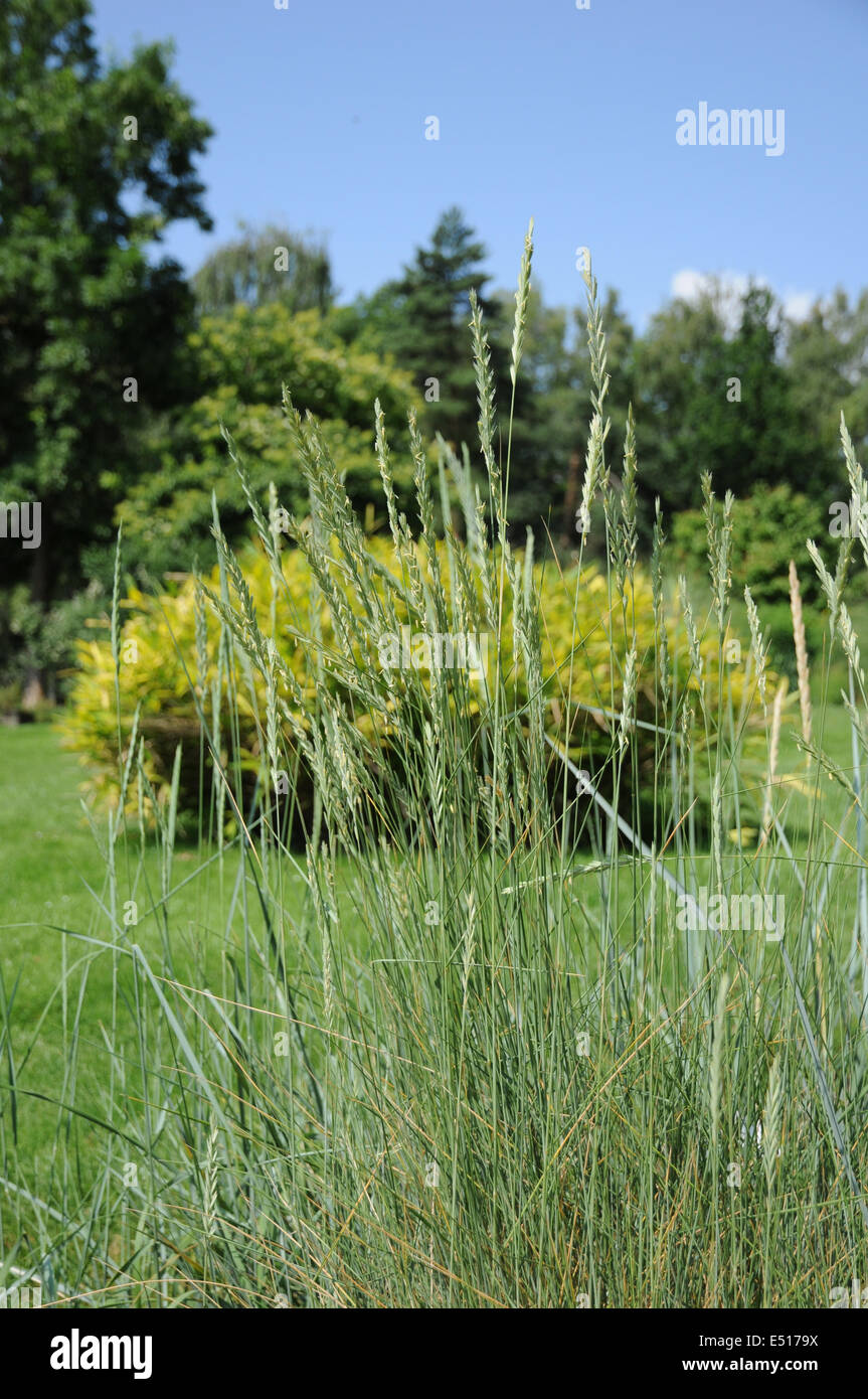 Scutch gras Fotos und Bildmaterial in hoher Auflösung Alamy