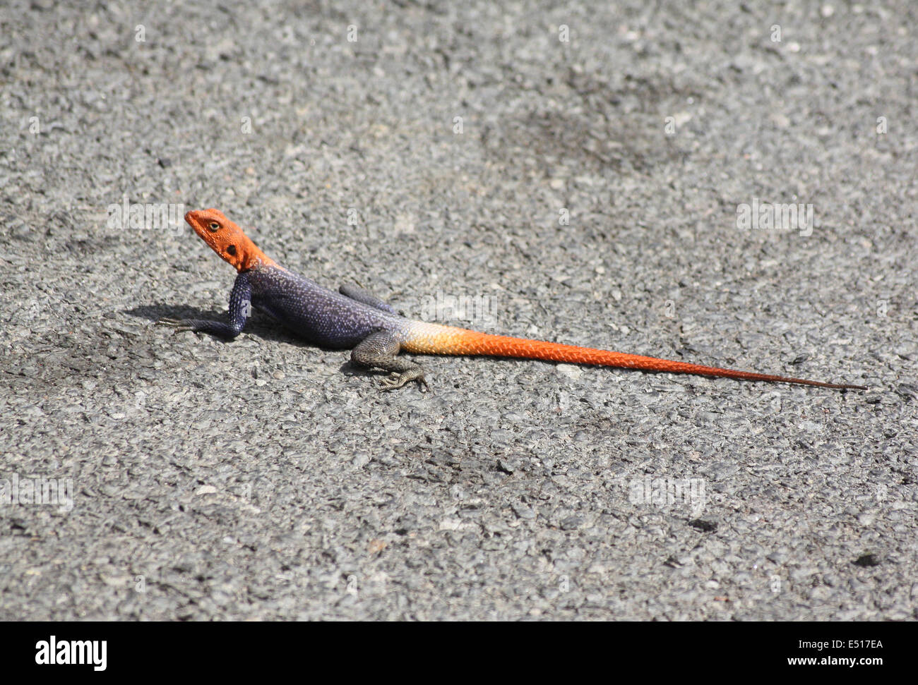 Orange-graue Eidechse Stockfoto