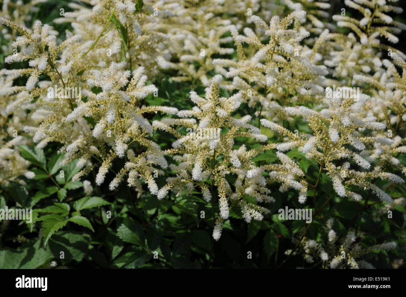 Falsche spirea Stockfoto