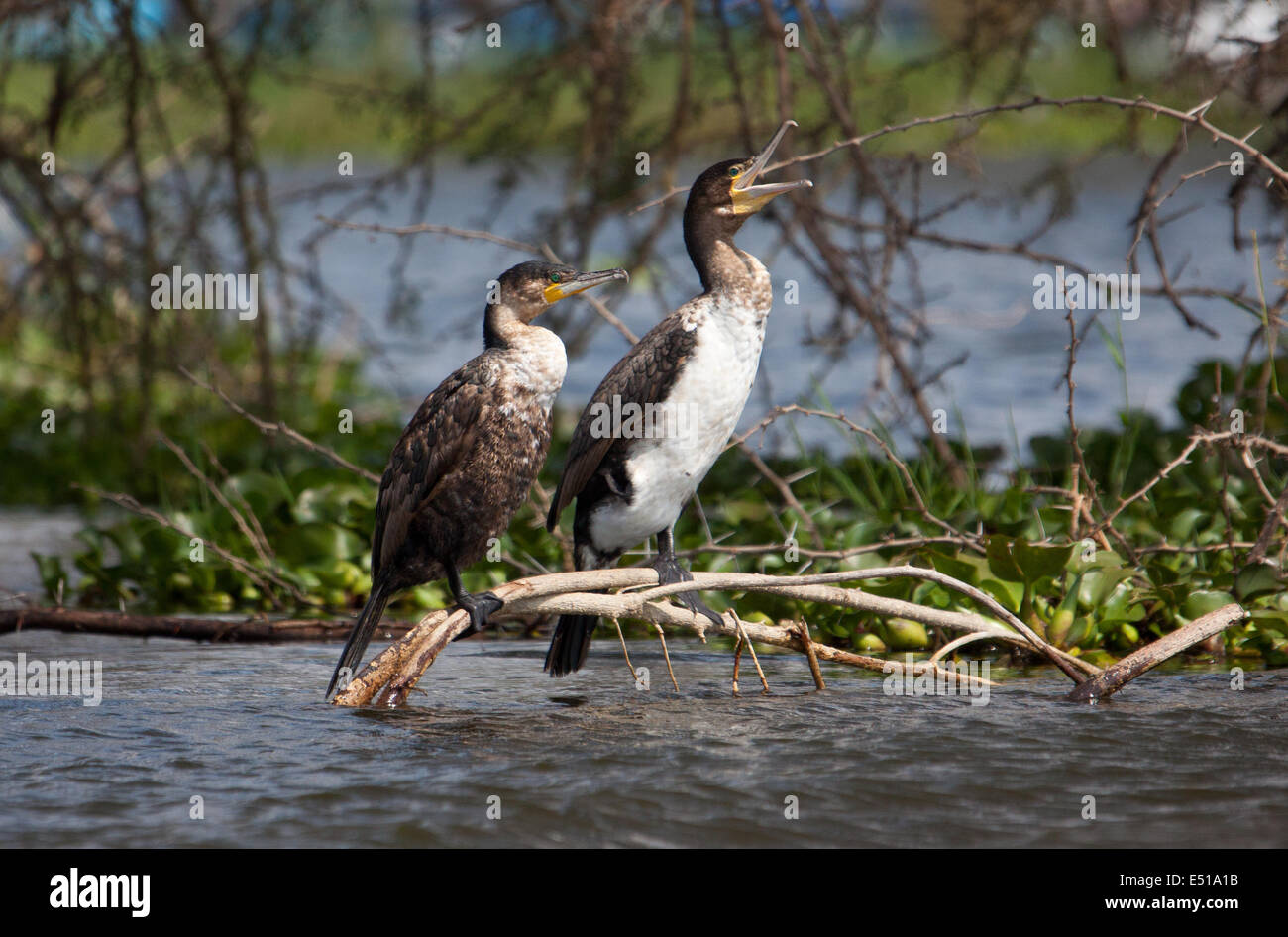 Vogel-paar Stockfoto