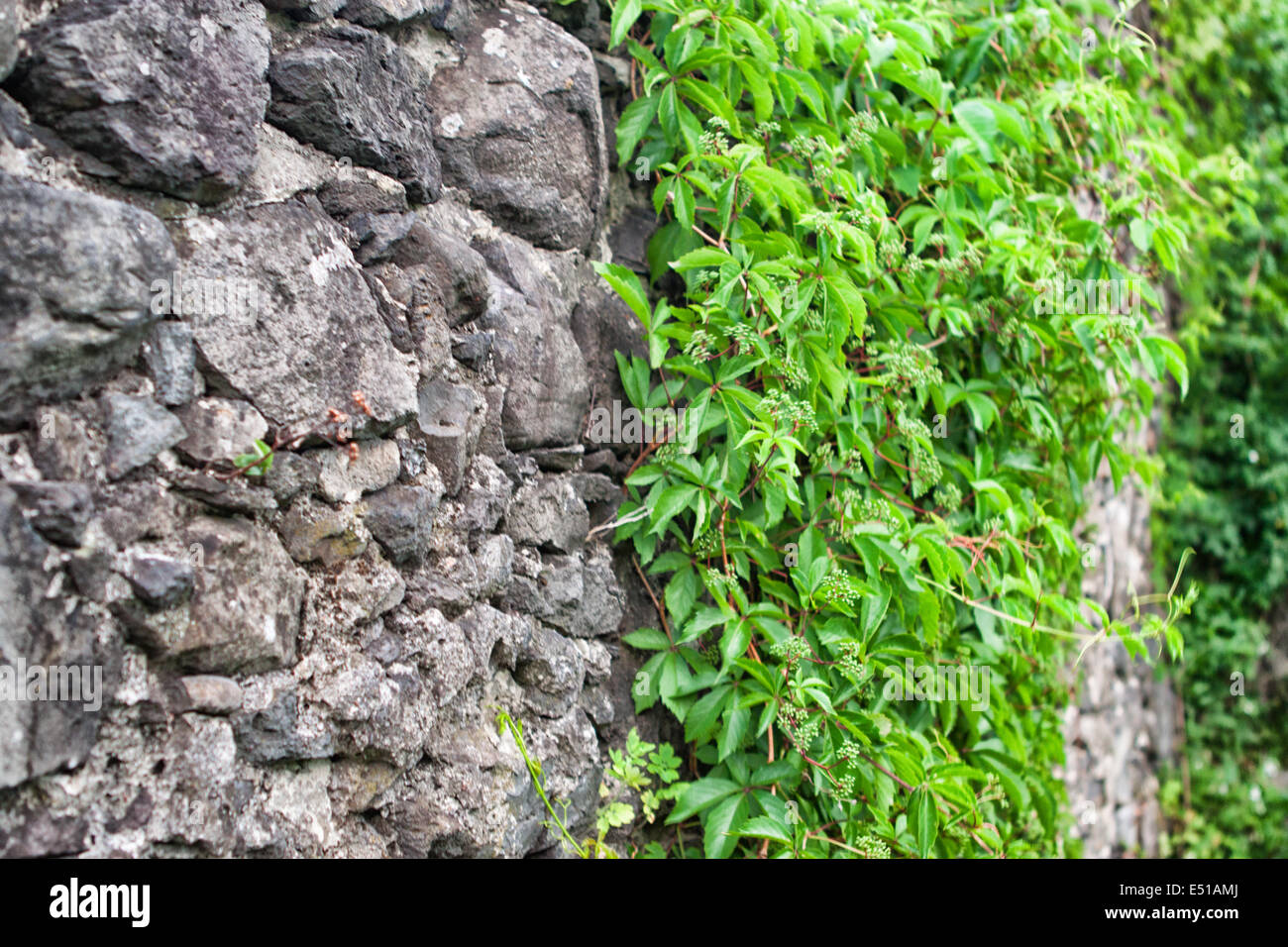 Trauben wachsen auf einer alten Steinmauer Stockfoto