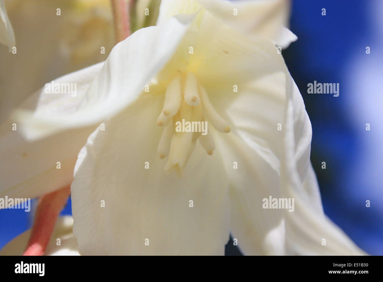 Nahaufnahme der weiße zarte Blume Stockfoto