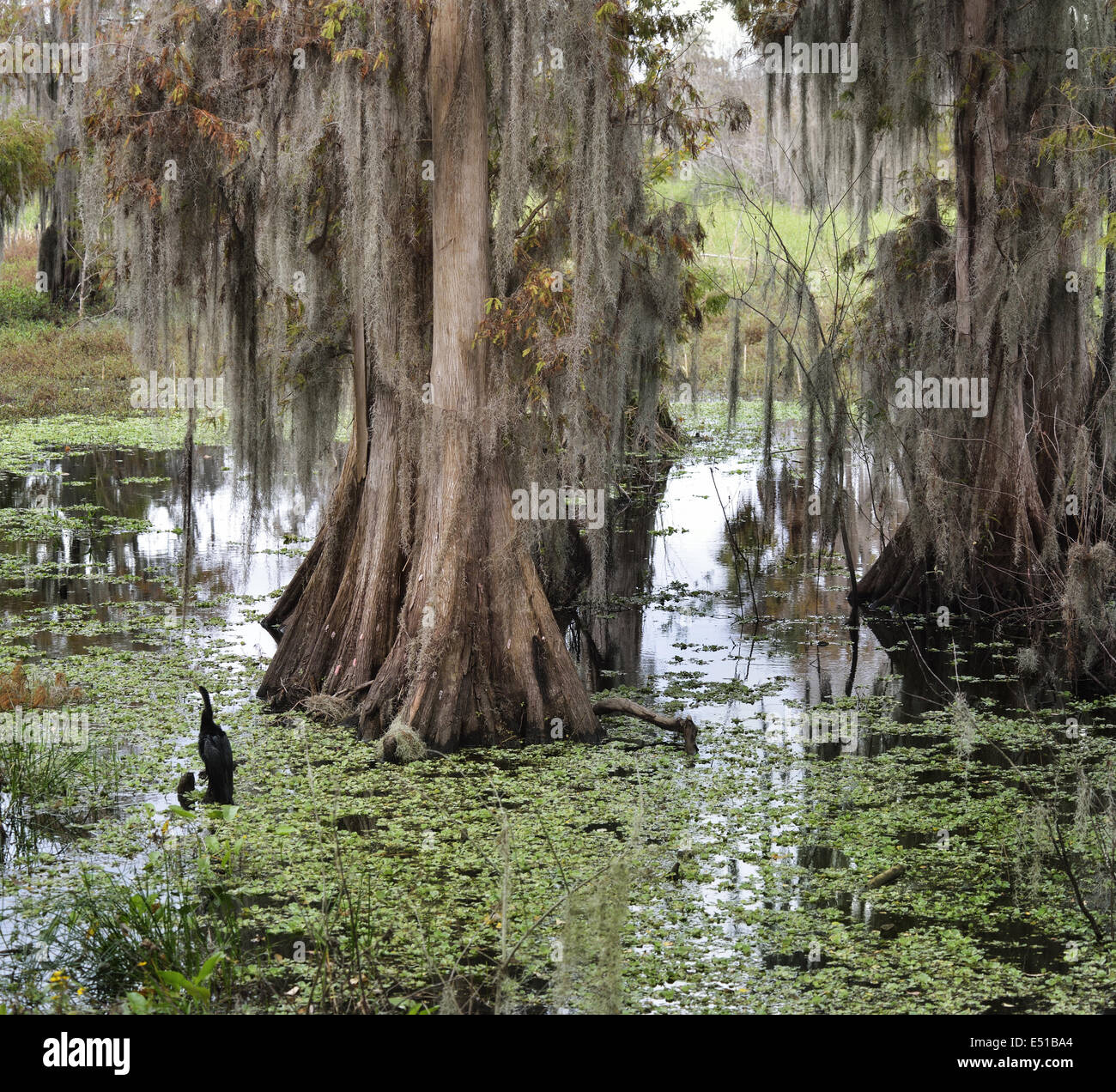 Florida Wetlands Stockfoto