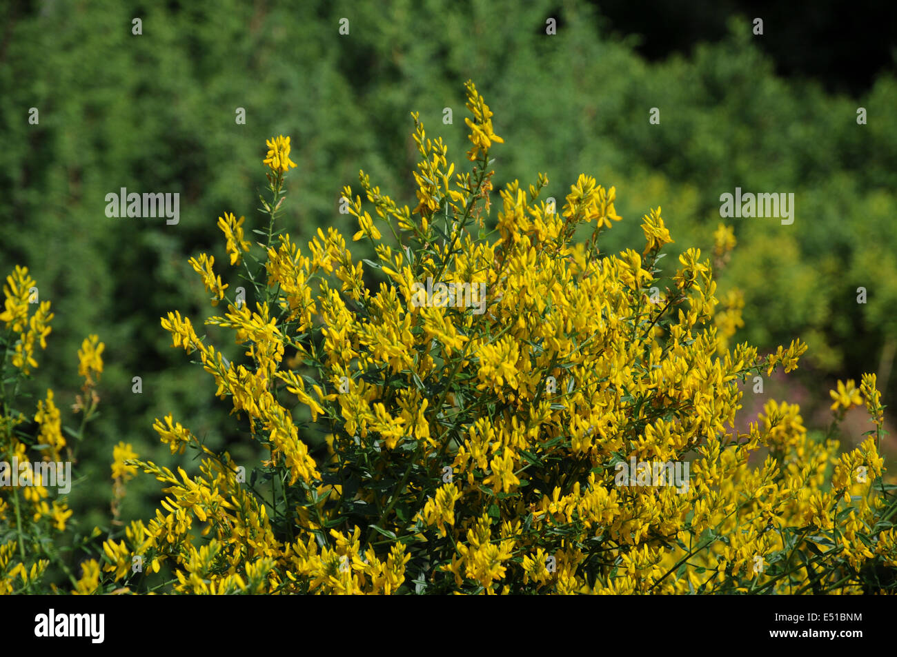 Färber Ginster Stockfoto