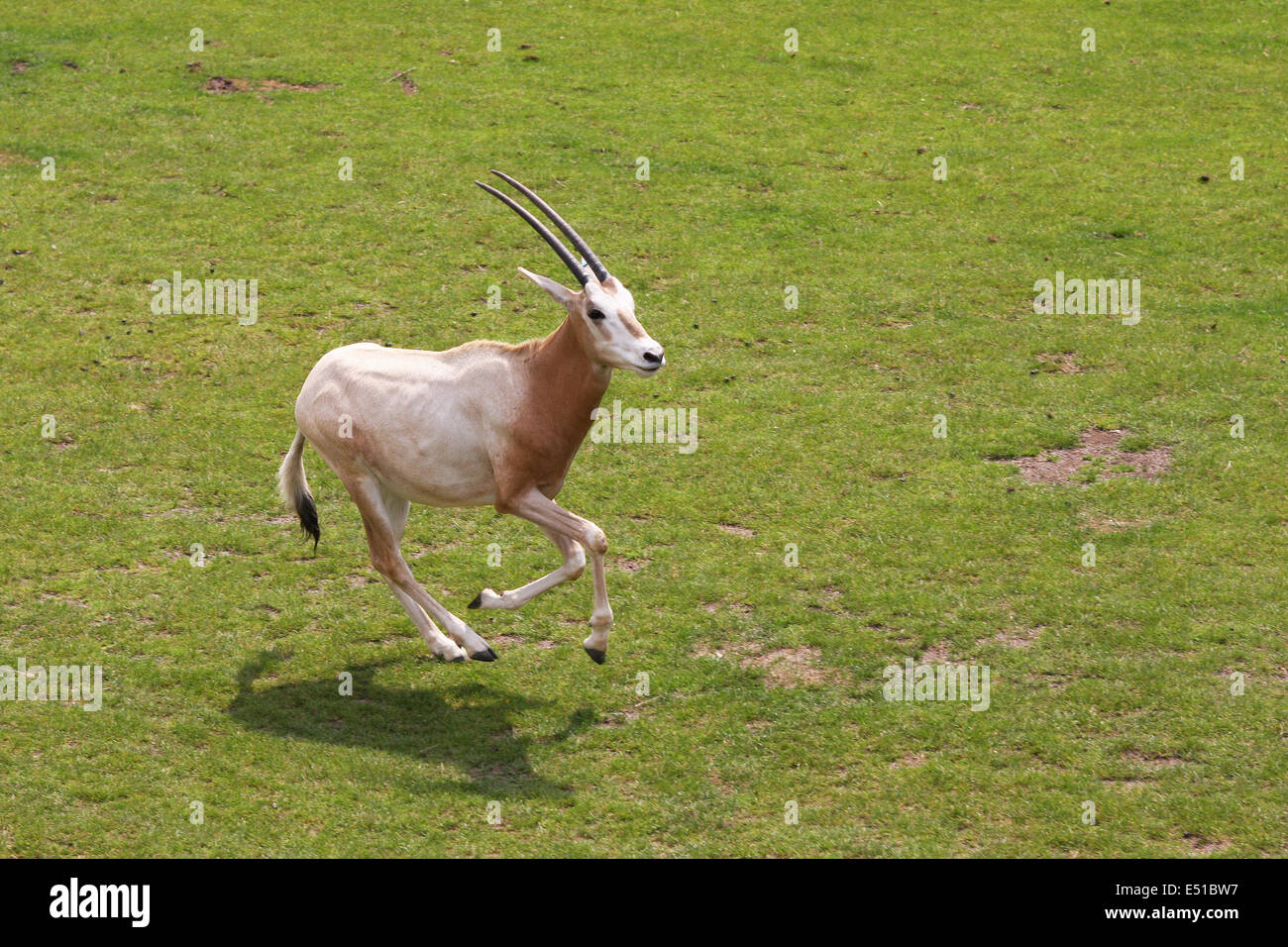 springen anthilope Stockfoto