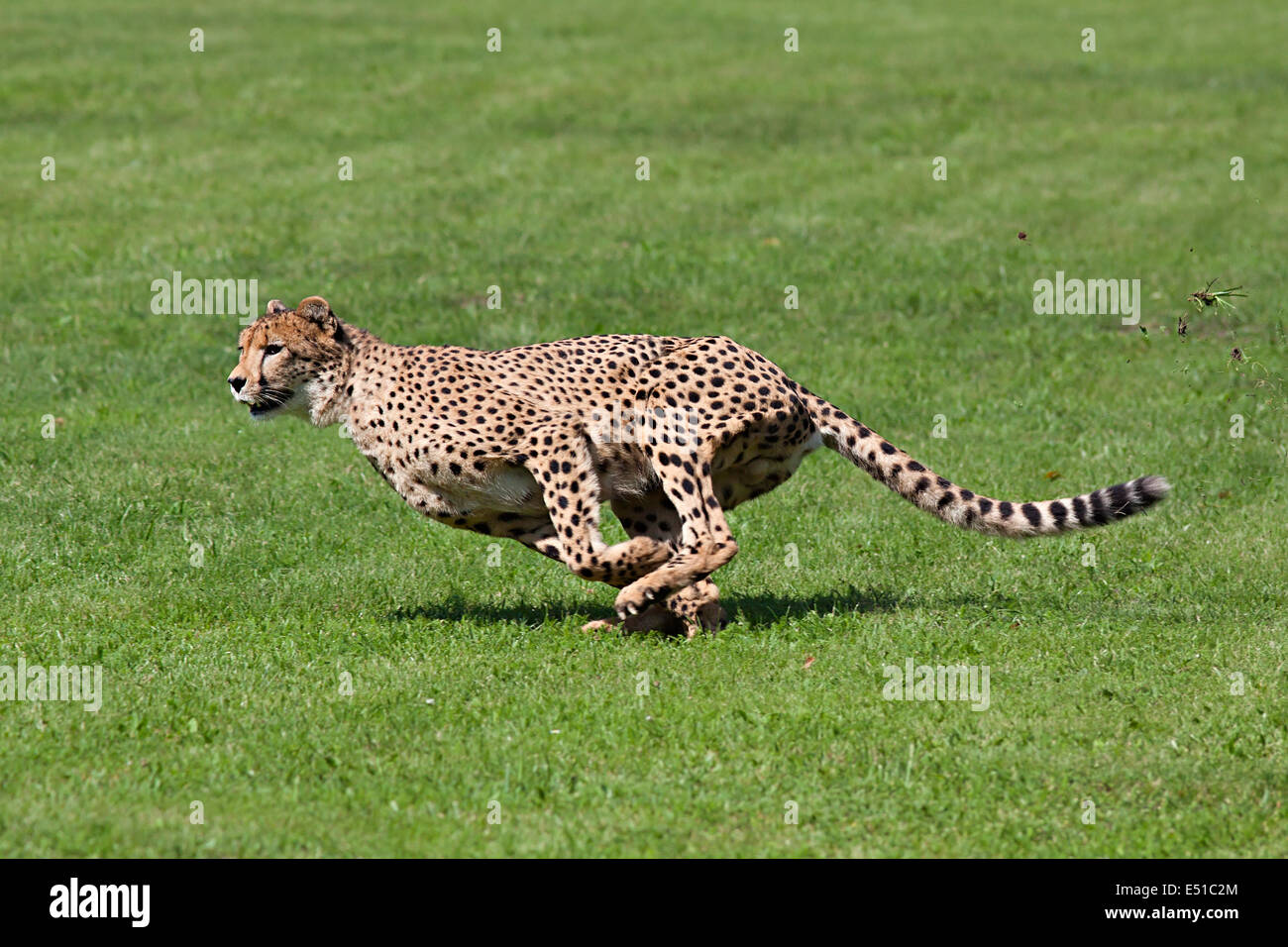 Laufenden Geparden Stockfoto