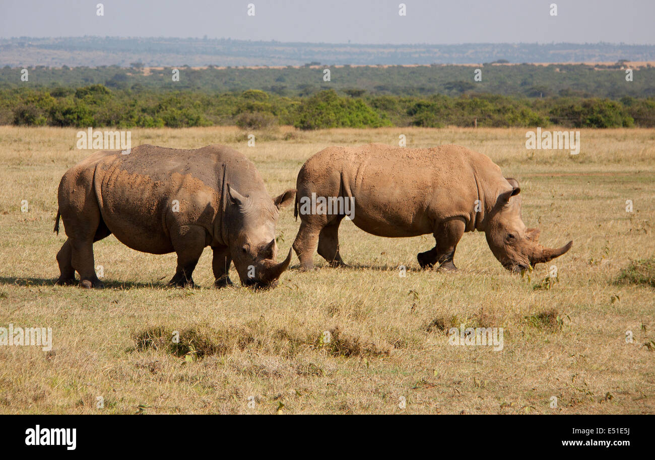 zwei Nashörner Stockfoto