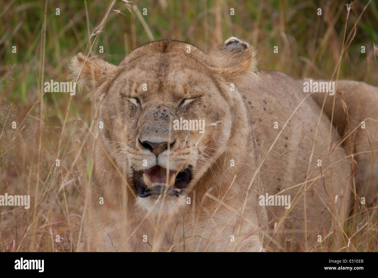 Löwe mit geschlossenen Augen Stockfoto