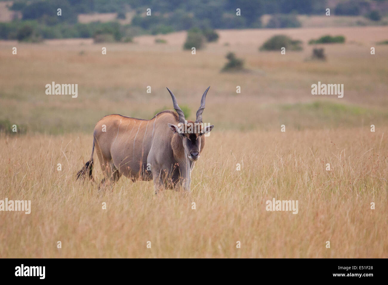 Antilope in der Massai mara Stockfoto