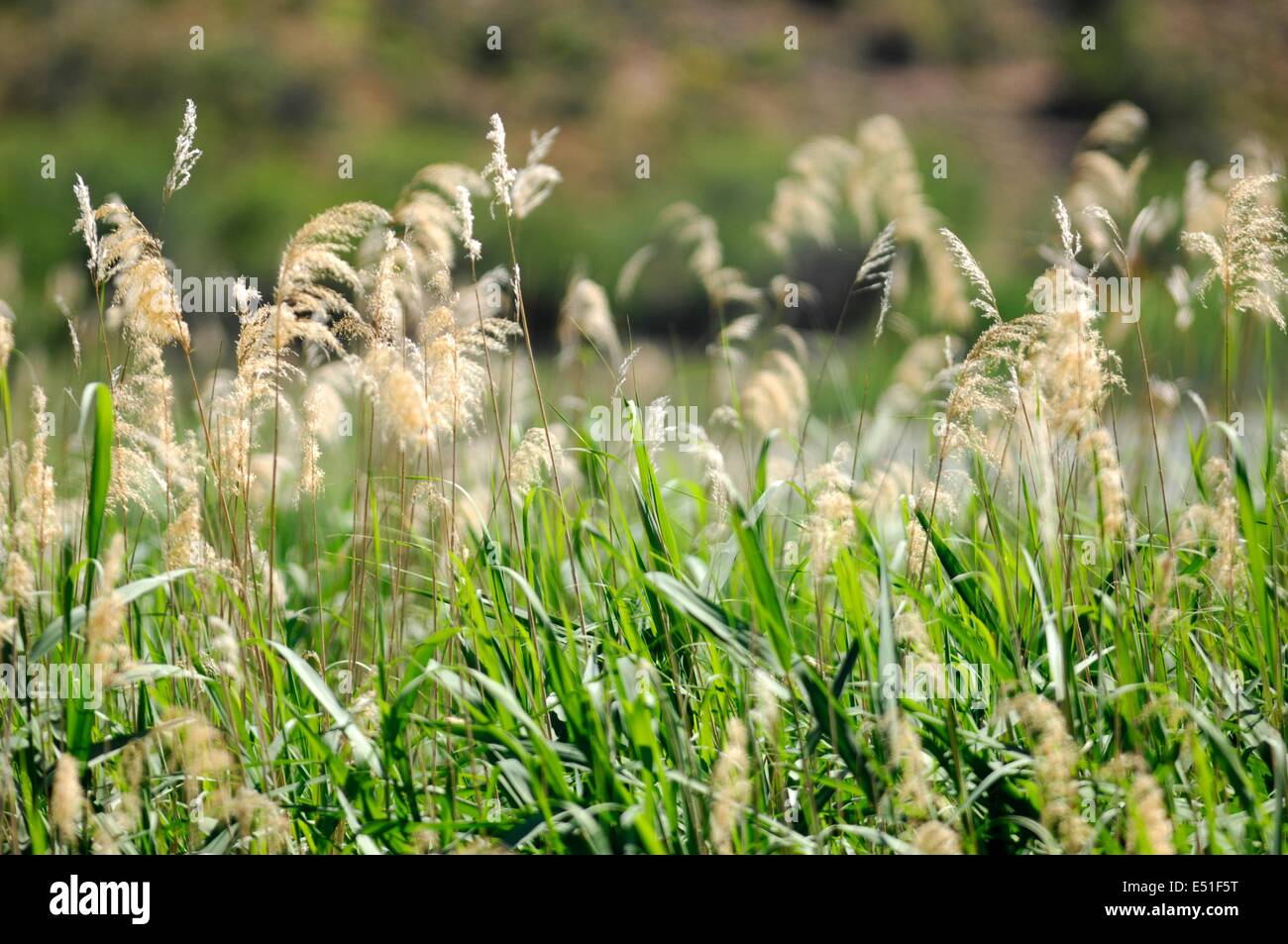 Wasser-Schilf Stockfoto