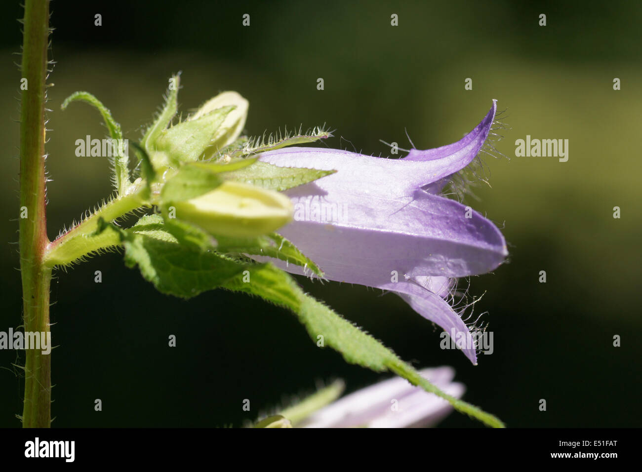 Feld-Glockenblume Stockfoto