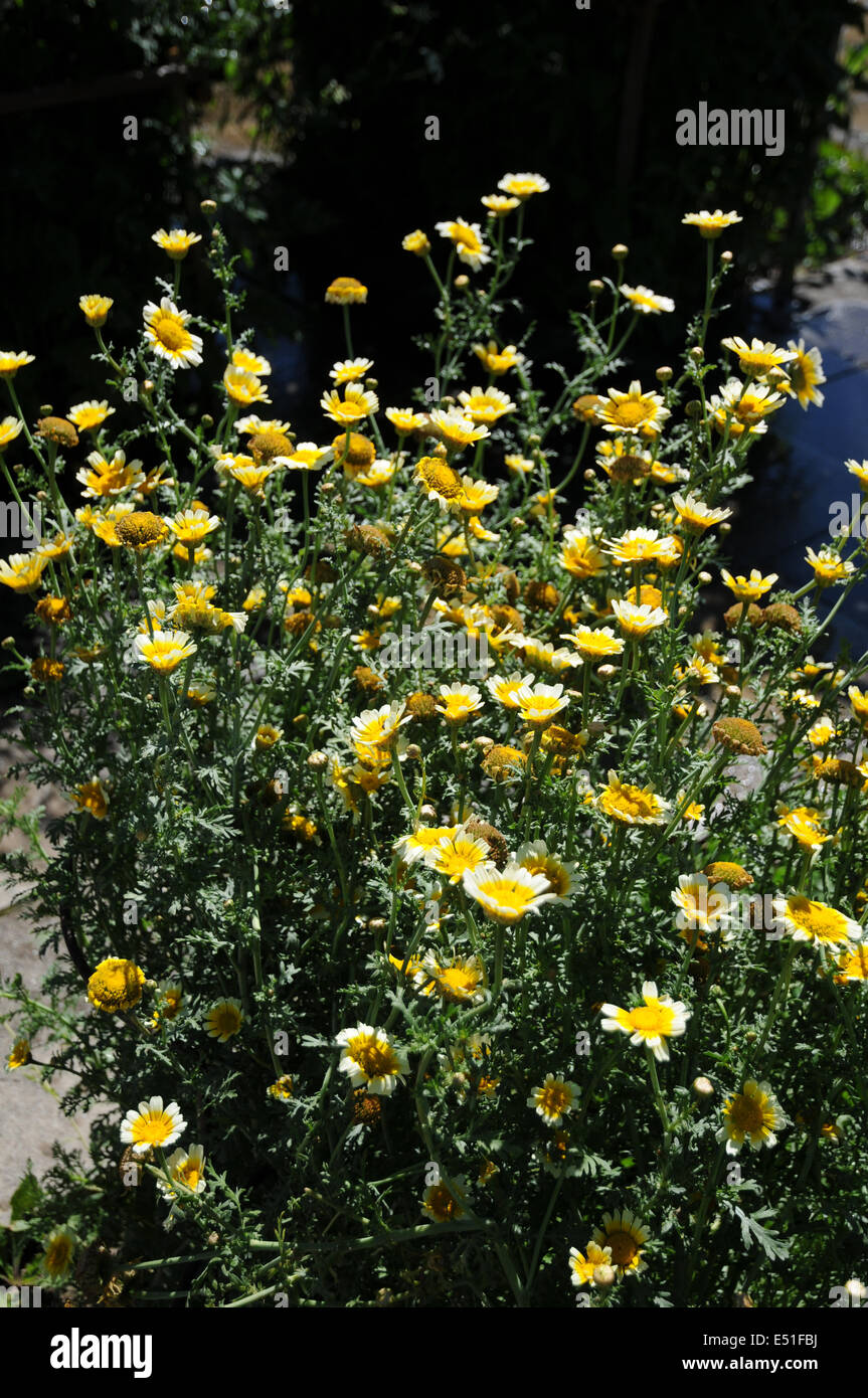 Glebionis chrysanthemum coronaria Fotos und Bildmaterial in hoher