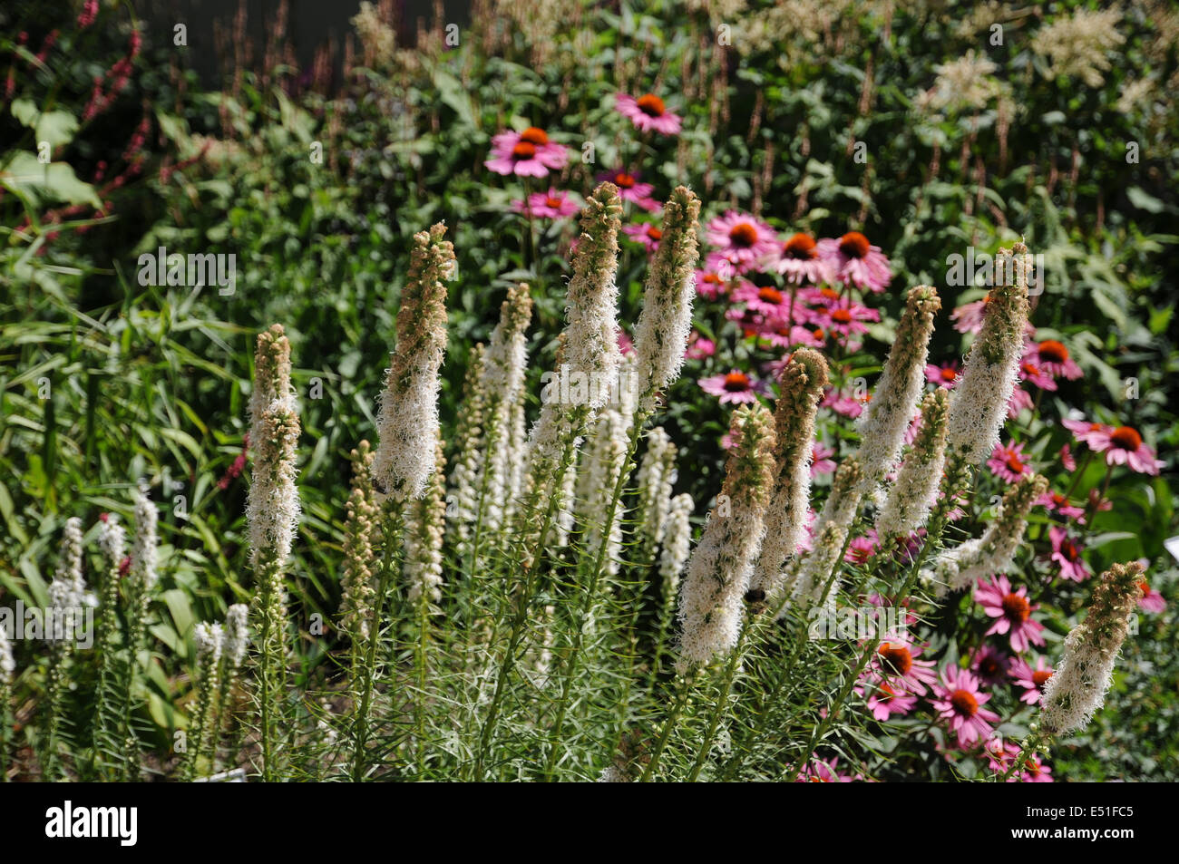Blazing star Stockfoto