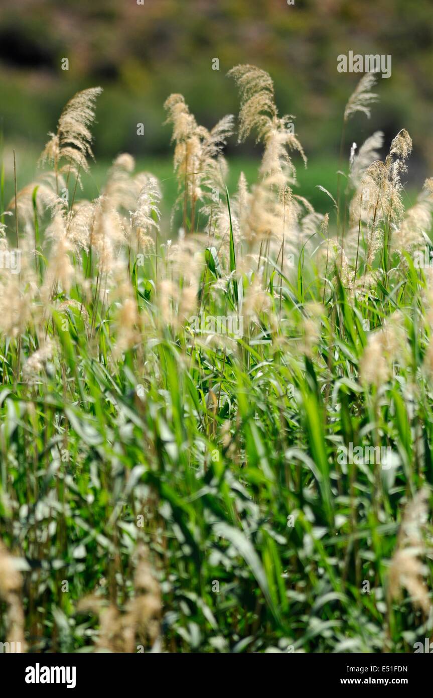 Wasser-Schilf Stockfoto