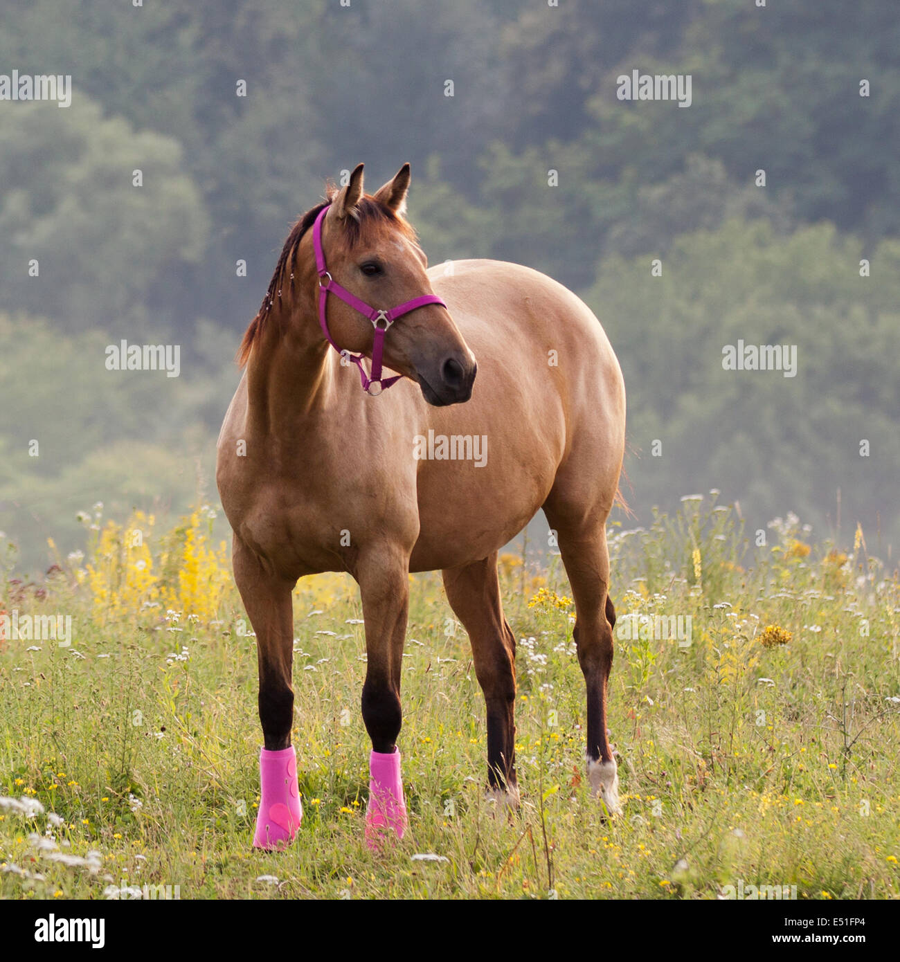 Quarter horse Stockfoto