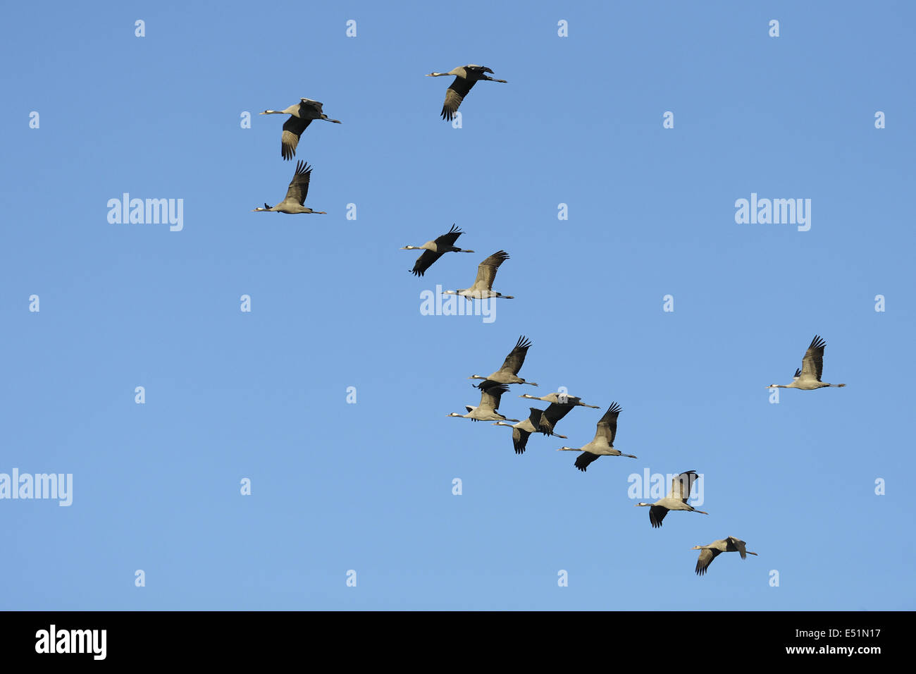 Krane, Grus Grus, Deutschland Stockfoto