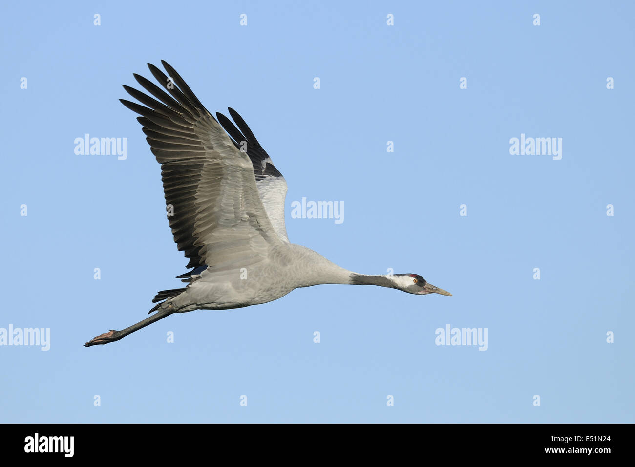 Kran, Grus Grus, Deutschland Stockfoto