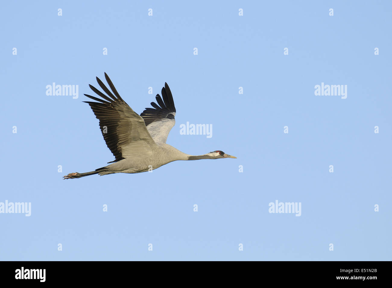Europäischer Kranich Grus Grus Stockfoto