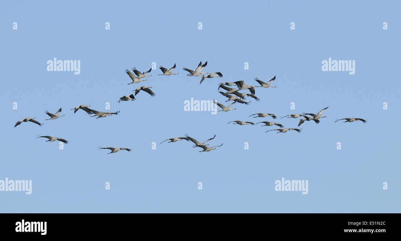 Europäischer Kranich Grus Grus Stockfoto