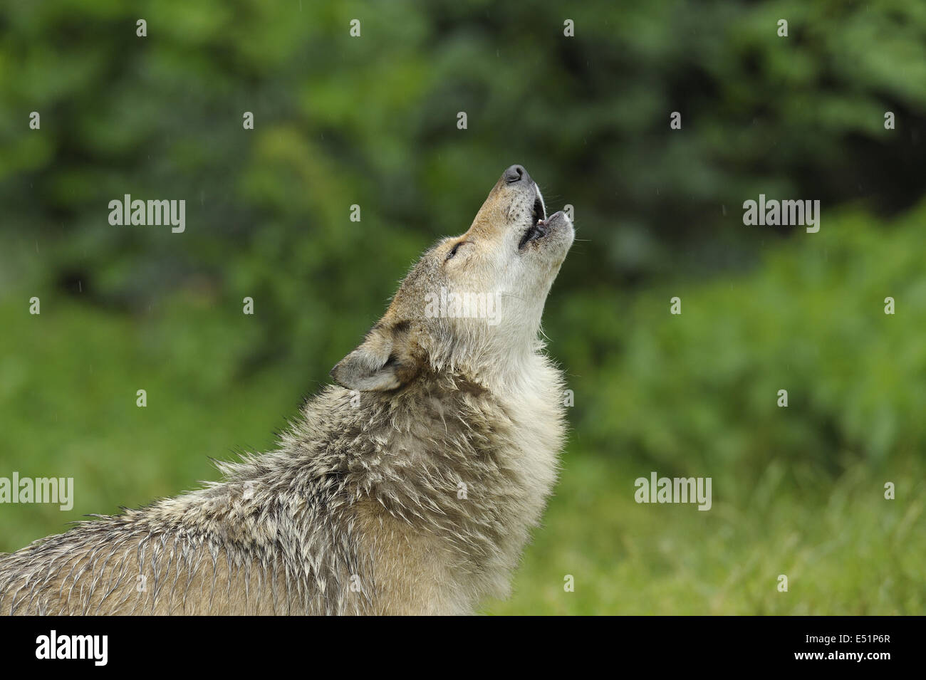 Europäischer Wolf, Canis Lupus heulen Stockfoto