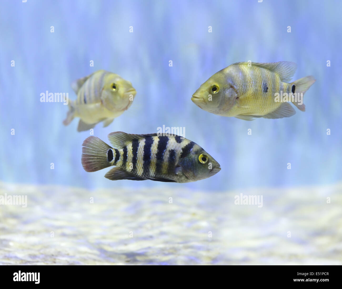 Bunte Fische schwimmen unter Wasser Stockfoto