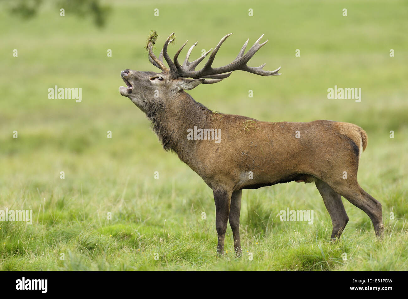 Red Deer, Dänemark Stockfoto