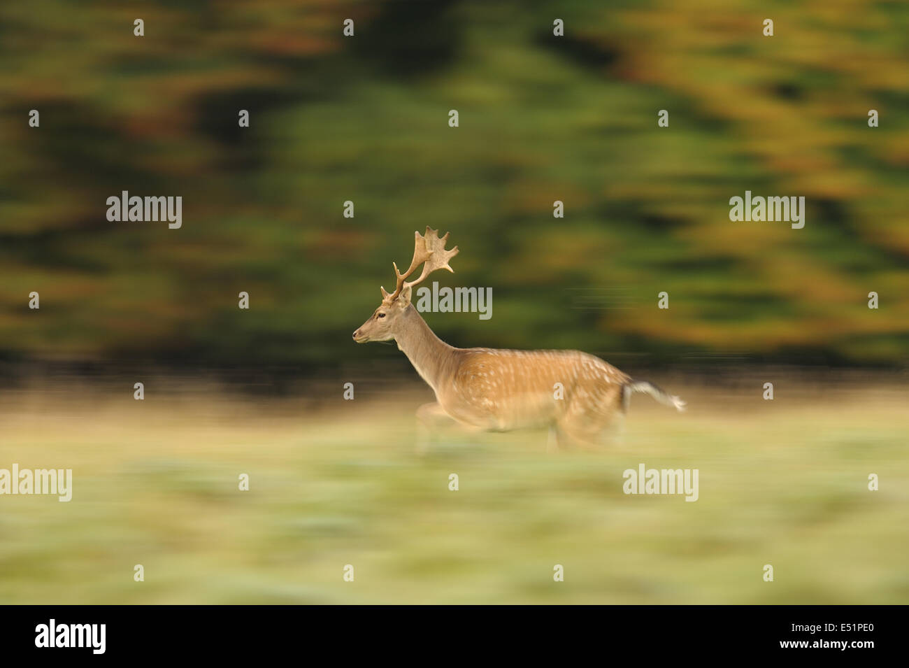 Damwild, Cervus Dama, Dänemark Stockfoto