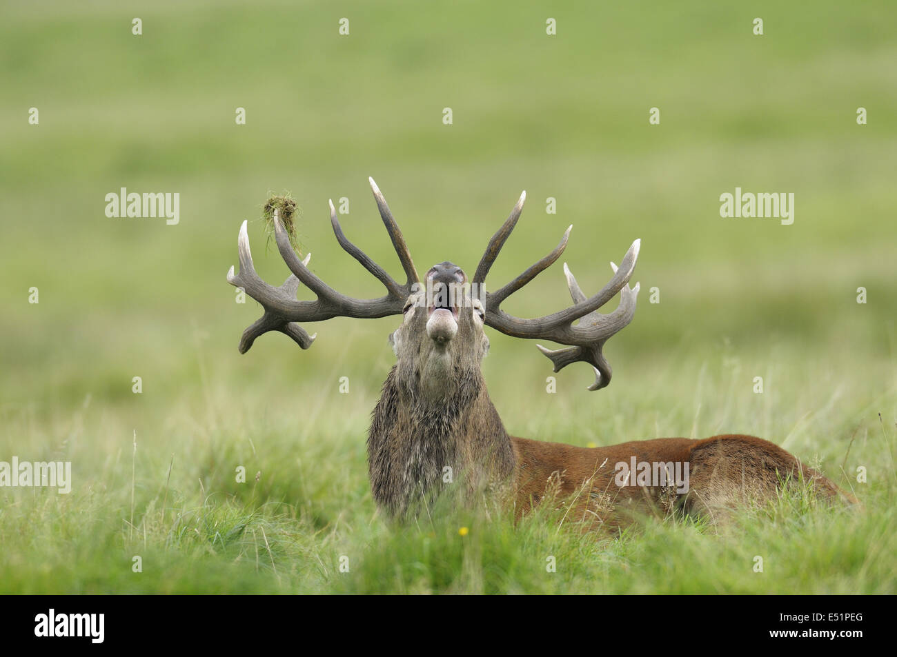 Red Deer, Dänemark Stockfoto