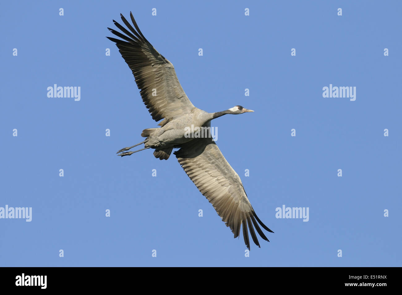 Europäischer Kranich Grus Grus Stockfoto