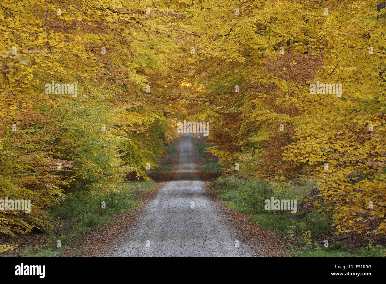 Weg durch Buchenwald, Deutschland Stockfoto