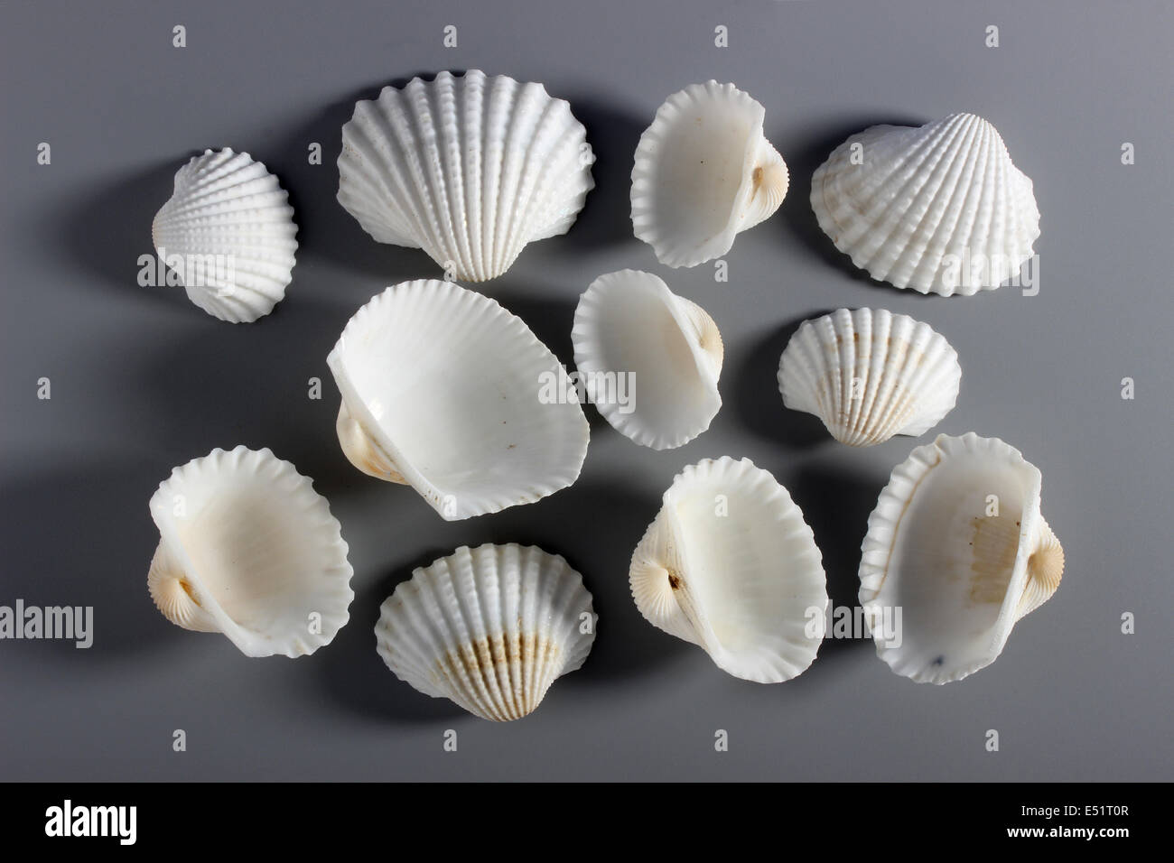 Indische White Ark Cockle Shell (Arcidae) Stockfoto
