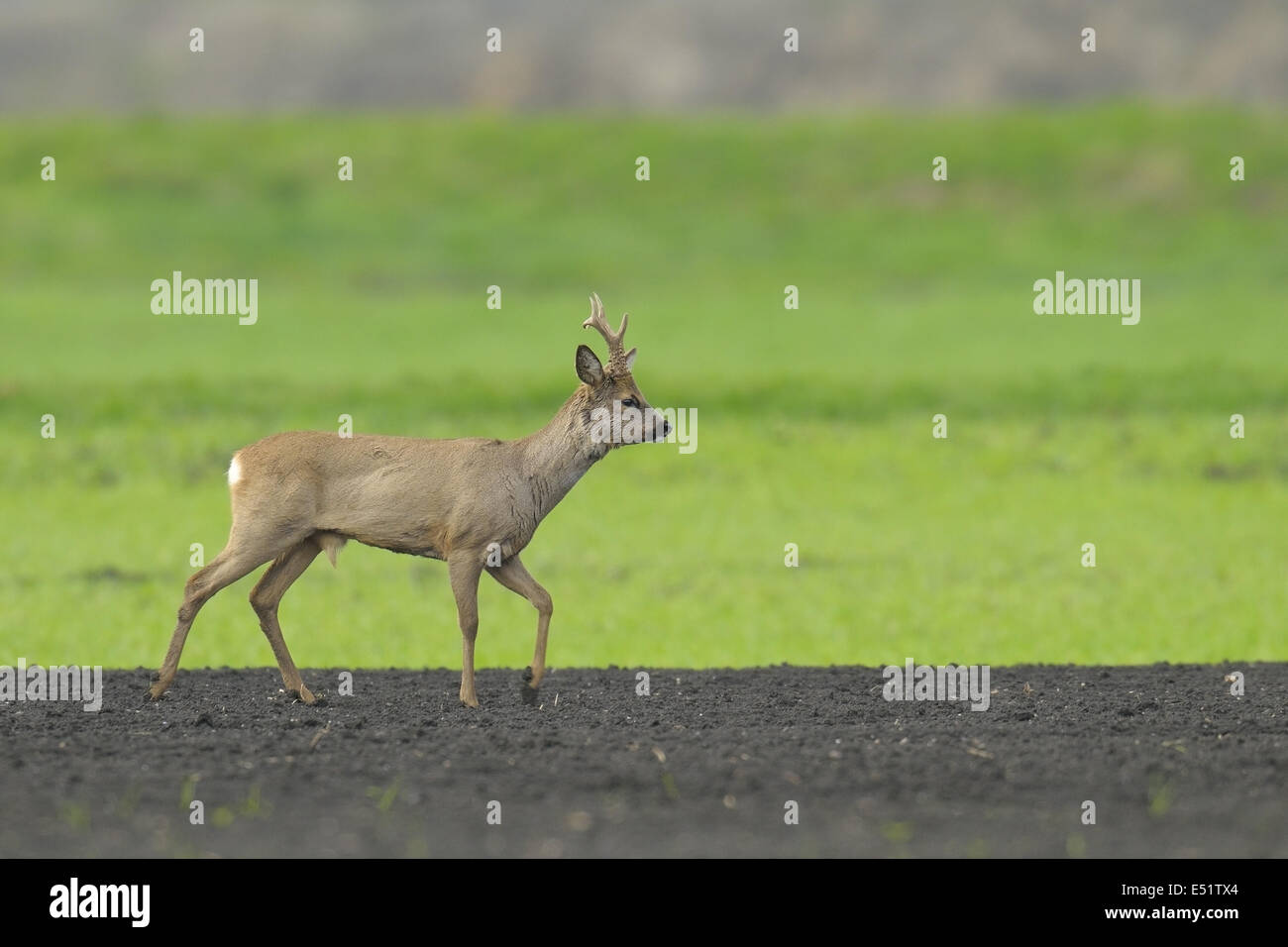 Rehbock, Capreolus Capreolus, Deutschland Stockfoto