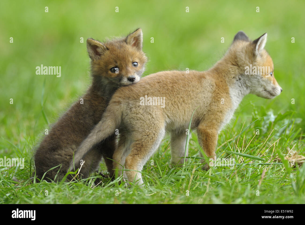 Junge rote Füchse, Deutschland Stockfoto