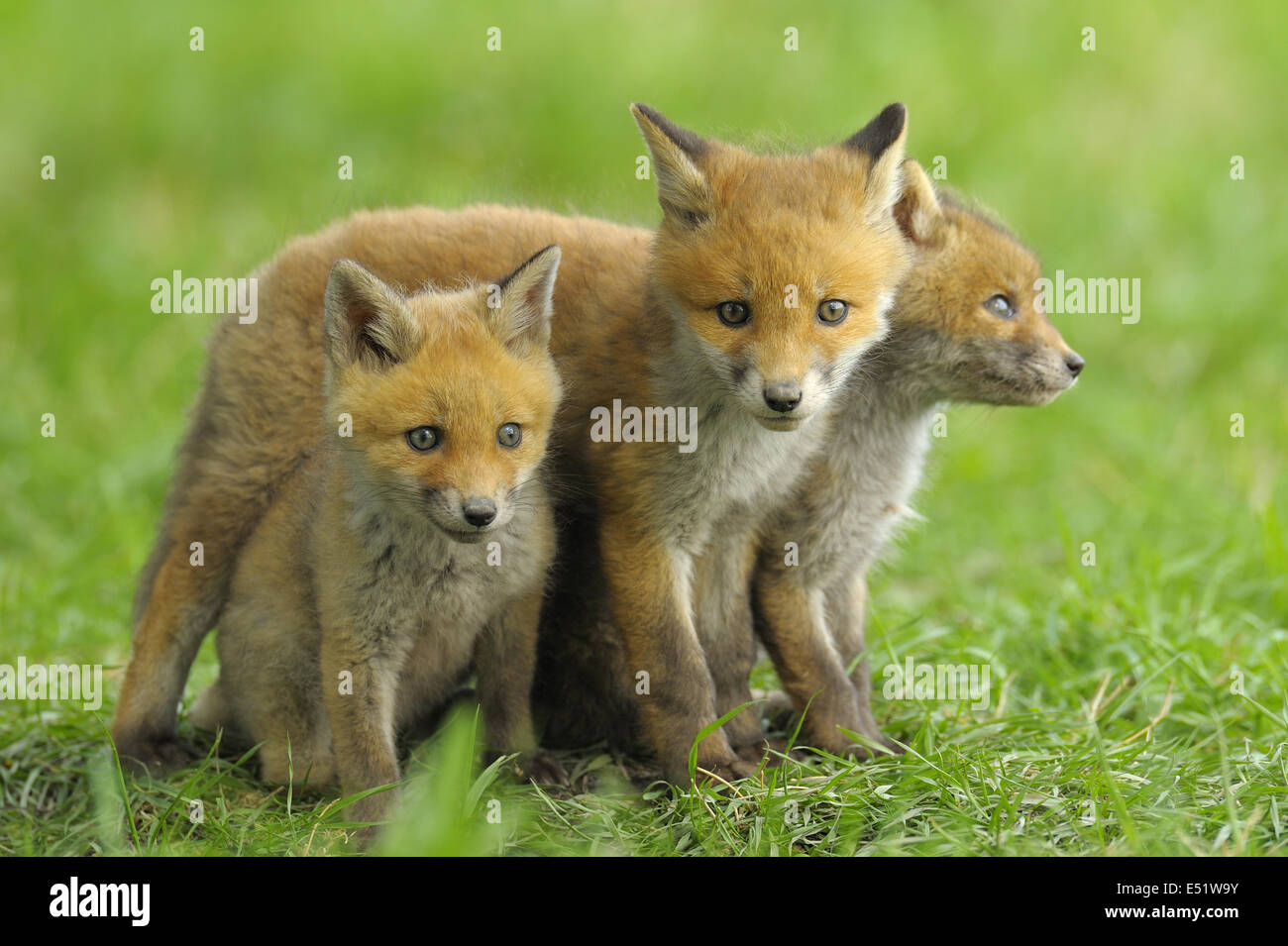 Junge rote Füchse, Deutschland Stockfoto
