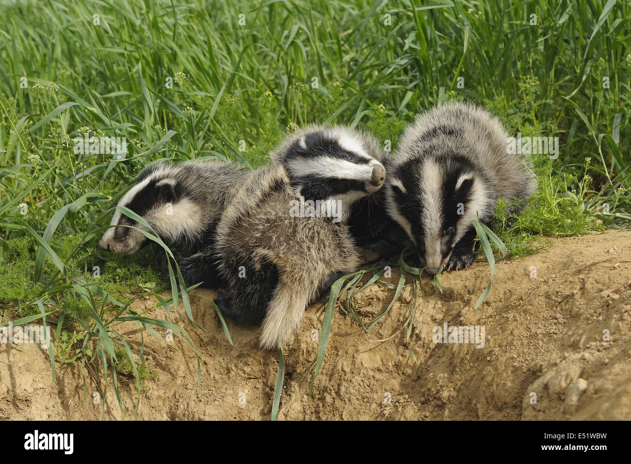 Europäische Dachse, Meles Meles, Deutschland Stockfoto